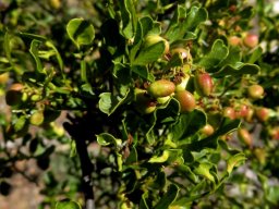 Searsia undulata leaves and fruit
