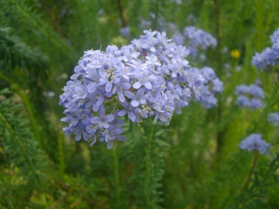 Selago aspera