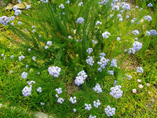 Selago aspera stem-tip flowering