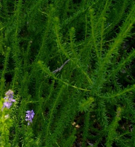 Selago canescens leaves
