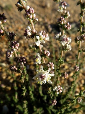 Selago divaricata