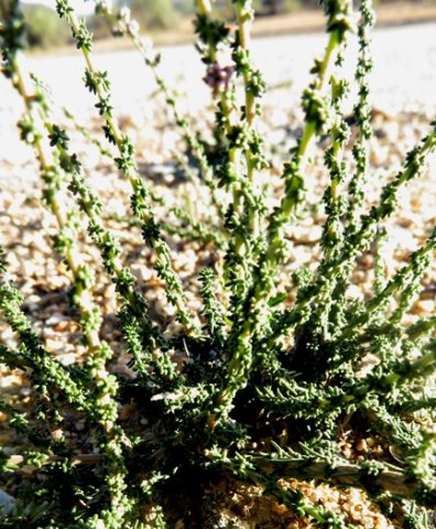 Selago divaricata young stems