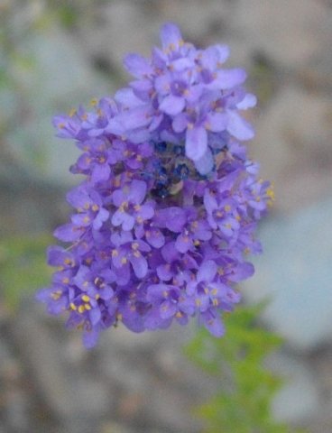 Selago linearis