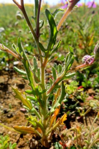 Senecio arenarius leaves
