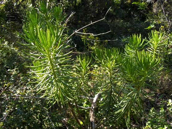 Senecio barbertonicus