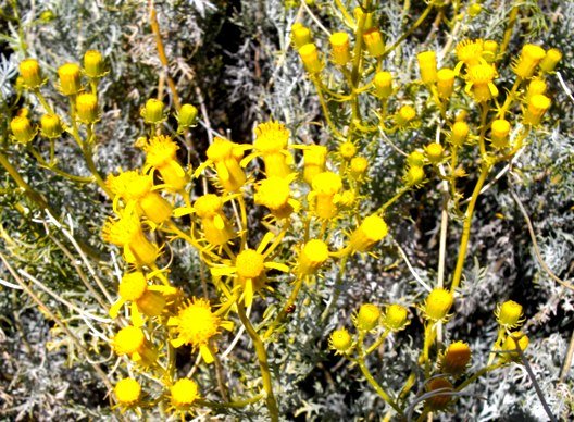 Senecio cinerascens