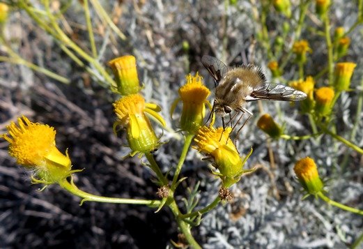 Senecio cinerascens pollinator
