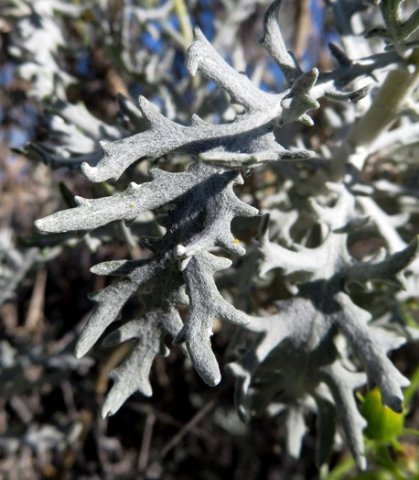 Senecio cinerascens leaf lobes