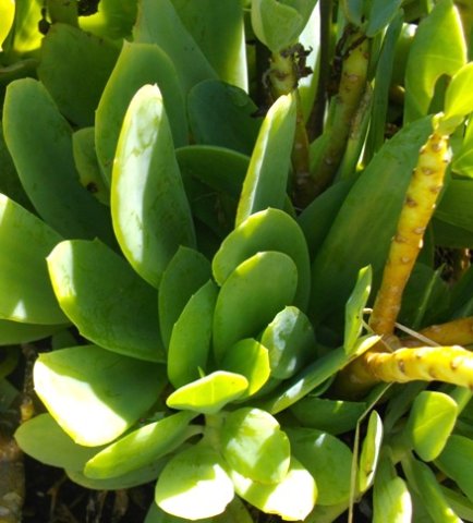 Senecio muirii