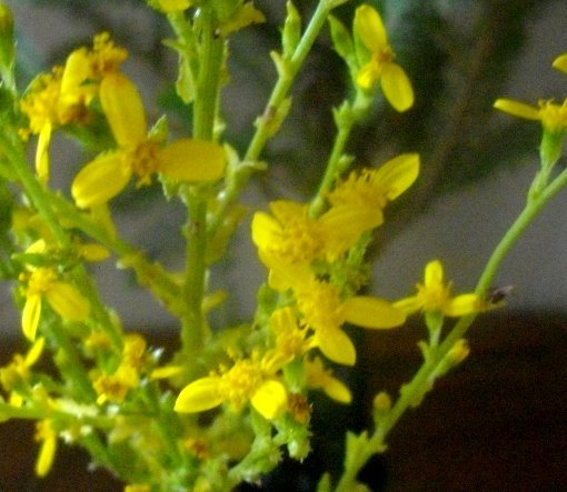 Senecio pubigerus 