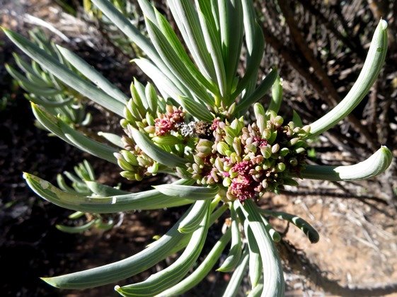 Senecio sarcoides deformed by witches broom