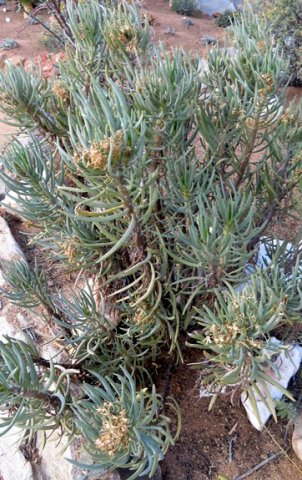 Senecio sarcoides