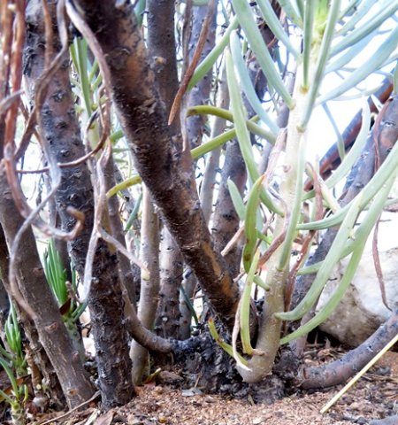 Senecio sarcoides stems