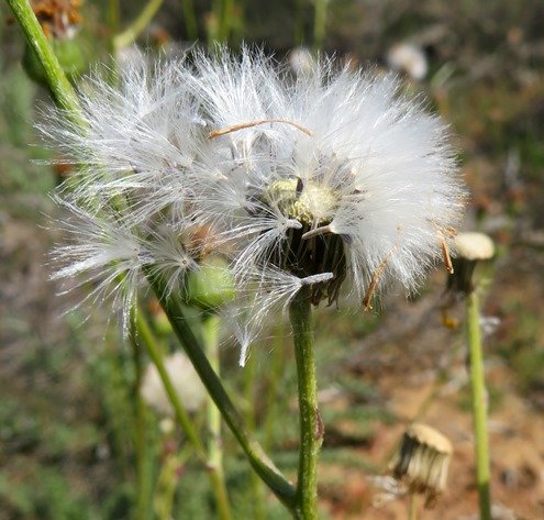 Senecio spiraeifolius freed fruits
