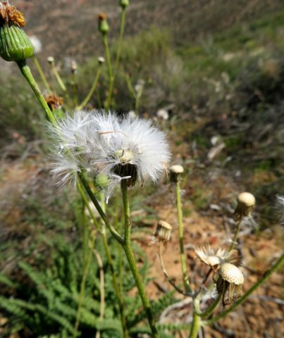 Senecio spiraeifolius fruiting stages