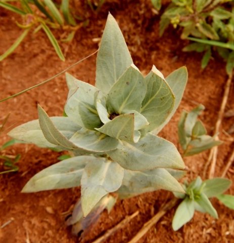 Senecio venosus 