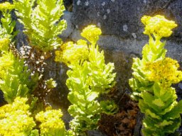Senecio rigidus