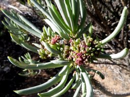 Senecio sarcoides deformed by witches broom