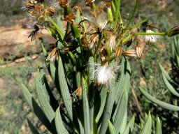 Senecio sarcoides shortly after flowering