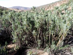 Senecio sarcoides in a dense stand