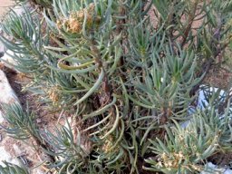 Senecio sarcoides