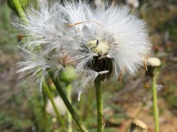 Senecio spiraeifolius freed fruits