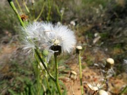 Senecio spiraeifolius fruiting stages