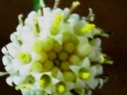 Senecio triqueter