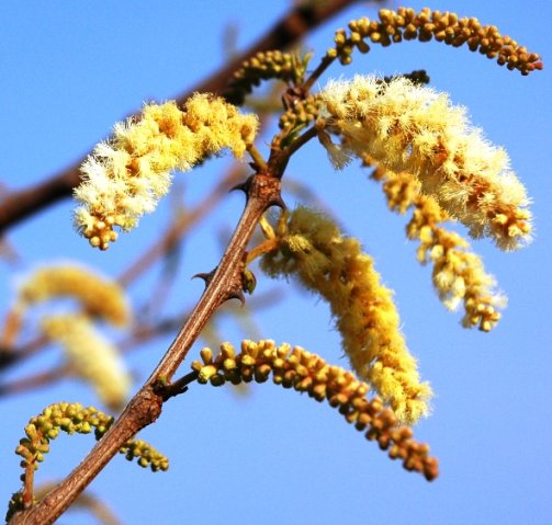 Senegalia caffra flowering in the Waterberg