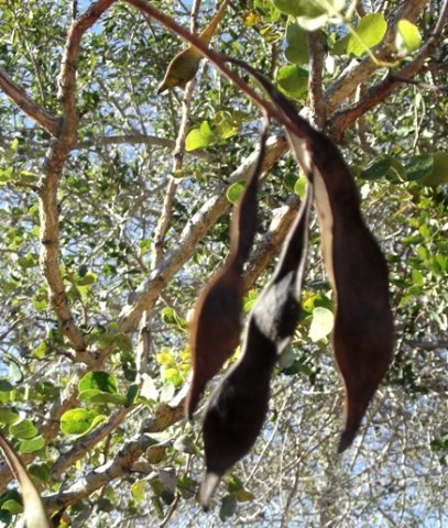 Senegalia nigrescens pods