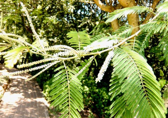 Senegalia polyacantha