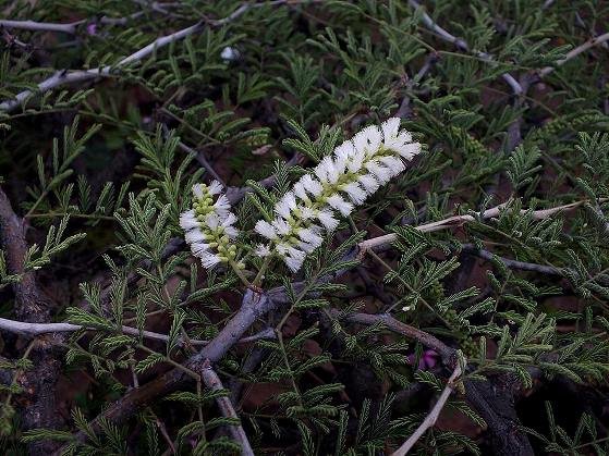 Senegalia senegal var. leiorhachis flowers