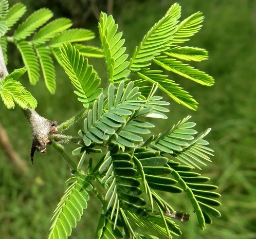 Senegalia senegal var. leiorhachis leaves