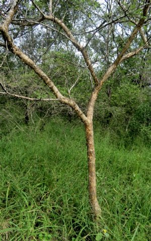 Senegalia senegal var. leiorhachis