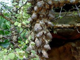 Senegalia nigrescens knobbly stem