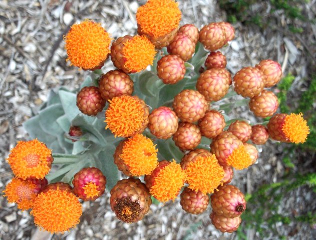 Syncarpha eximia closed and open flowerheads