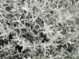 Syncarpha argyropsis leaves