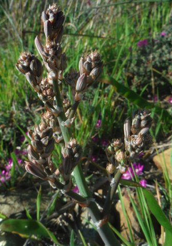 Trachyandra species, broad flat shiny leaves