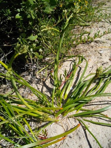Trachyandra divaricata leaves and buds