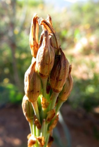 Trachyandra falcata fruit covers