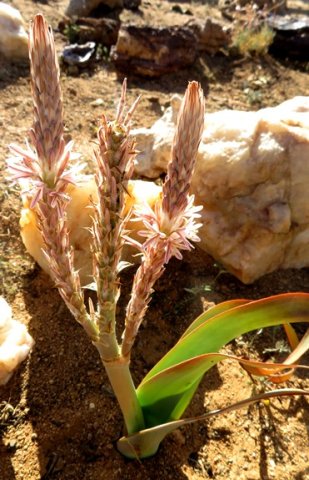 Trachyandra falcata