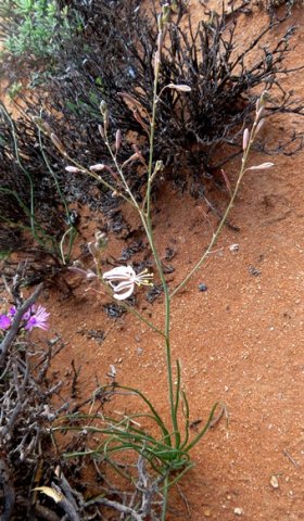 Trachyandra revoluta