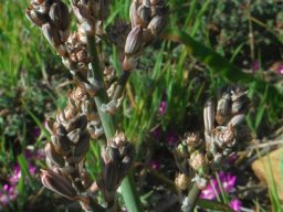 Trachyandra species, broad flat shiny leaves