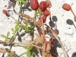 Trachyandra divaricata open capsules