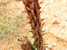 Trachyandra falcata concluding the production shift