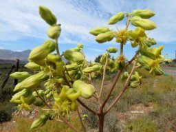 Tylecodon