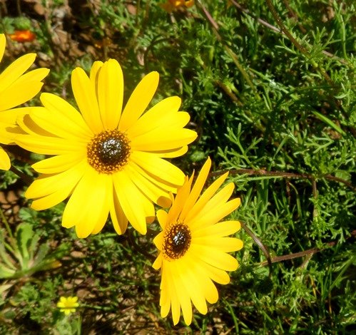 Ursinia cakilefolia glossy-eyed flowerheads