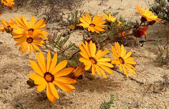 Ursinia calenduliflora flowerheads and leaves