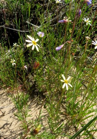 Ursinia speciosa