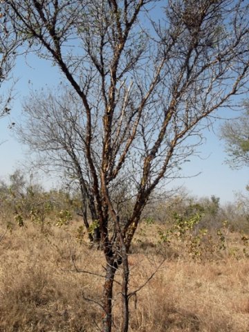 Vachellia exuvialis